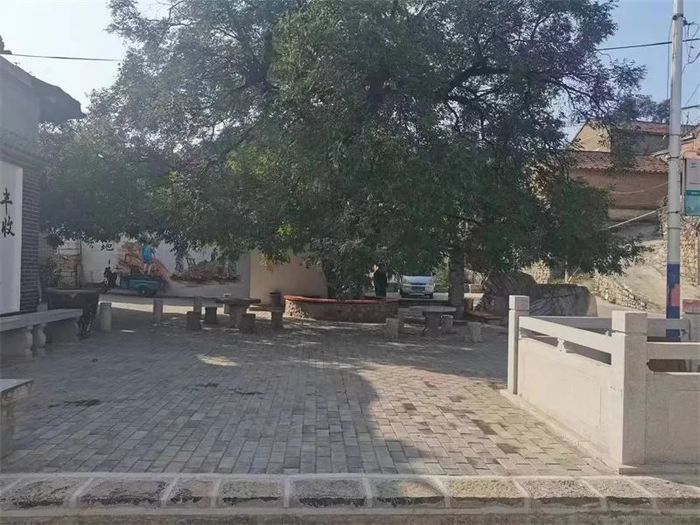 古槐、古皂荚、古榆、古银杏，2023年济南添20处“古树保护园”