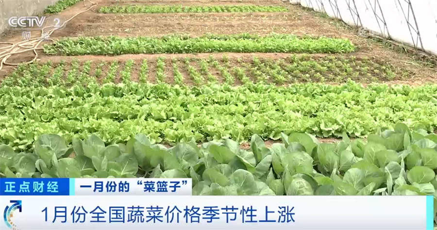节后部分蔬菜品种价格下行