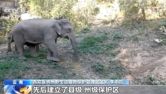 北上野象走出“S”路线 下一站去哪儿？