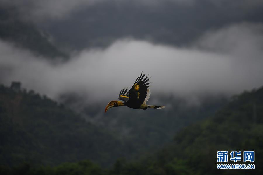 云南德宏拍摄到双角犀鸟雏鸟出巢珍贵影像