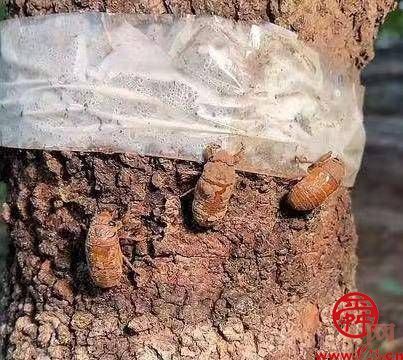 章丘区有个济南市最大的“金蝉村”，完全可实现“煎饼卷爆炒知了猴”美食自由