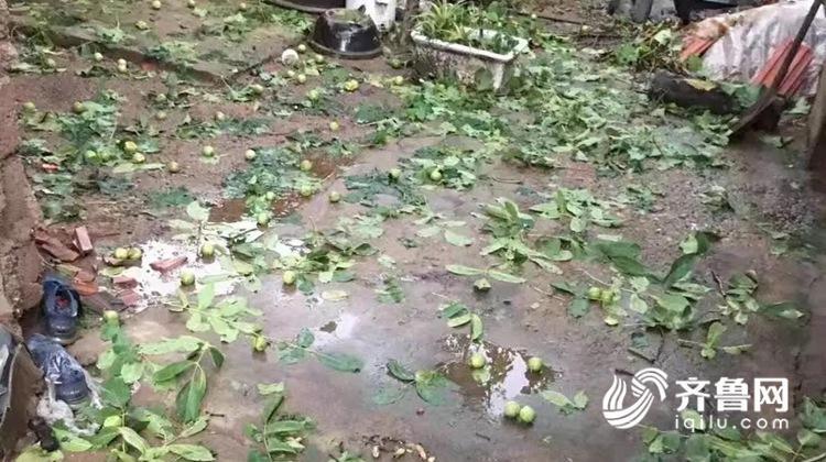 组图：玉米地惨遭“灭顶” 日照潍坊多地遭遇冰雹袭击