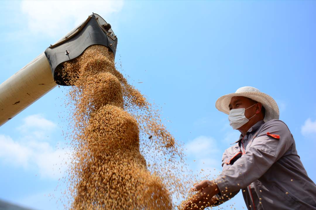 “553N”——解锁乡村振兴“山东密码”