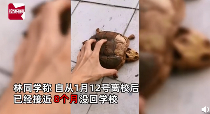 惊呆了!武汉大学生返校发现乌龟变龟壳是怎么回事?究竟发生了什么?  