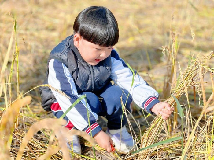 市中区泉秀幼儿园：在秋日遇“稻”有趣的你