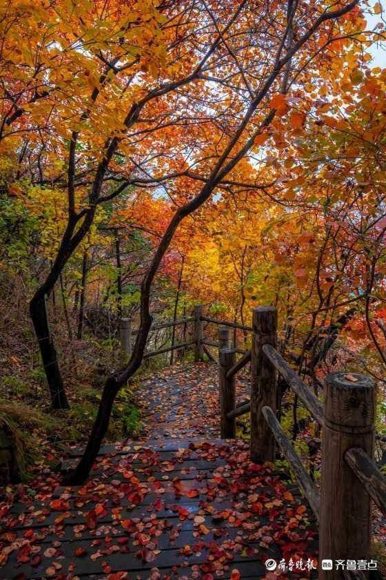 秋风霜染，济南南部山区红叶林快要红透了