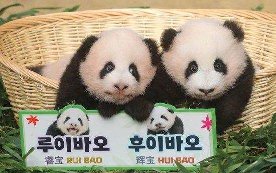 旅韩诞生的大熊猫双胞胎取名“睿宝”和“辉宝”