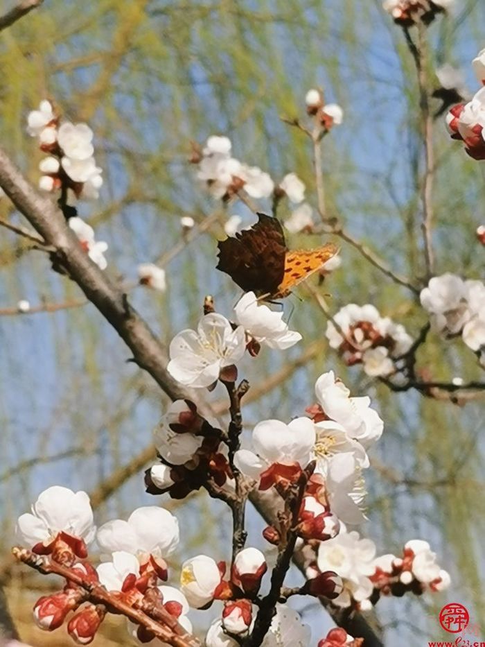 陌上春来，一起来官庄看花开成海