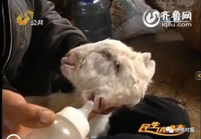 【神奇宠物】济南一农户家的母羊生下一只小羊 7条腿8个蹄太罕见