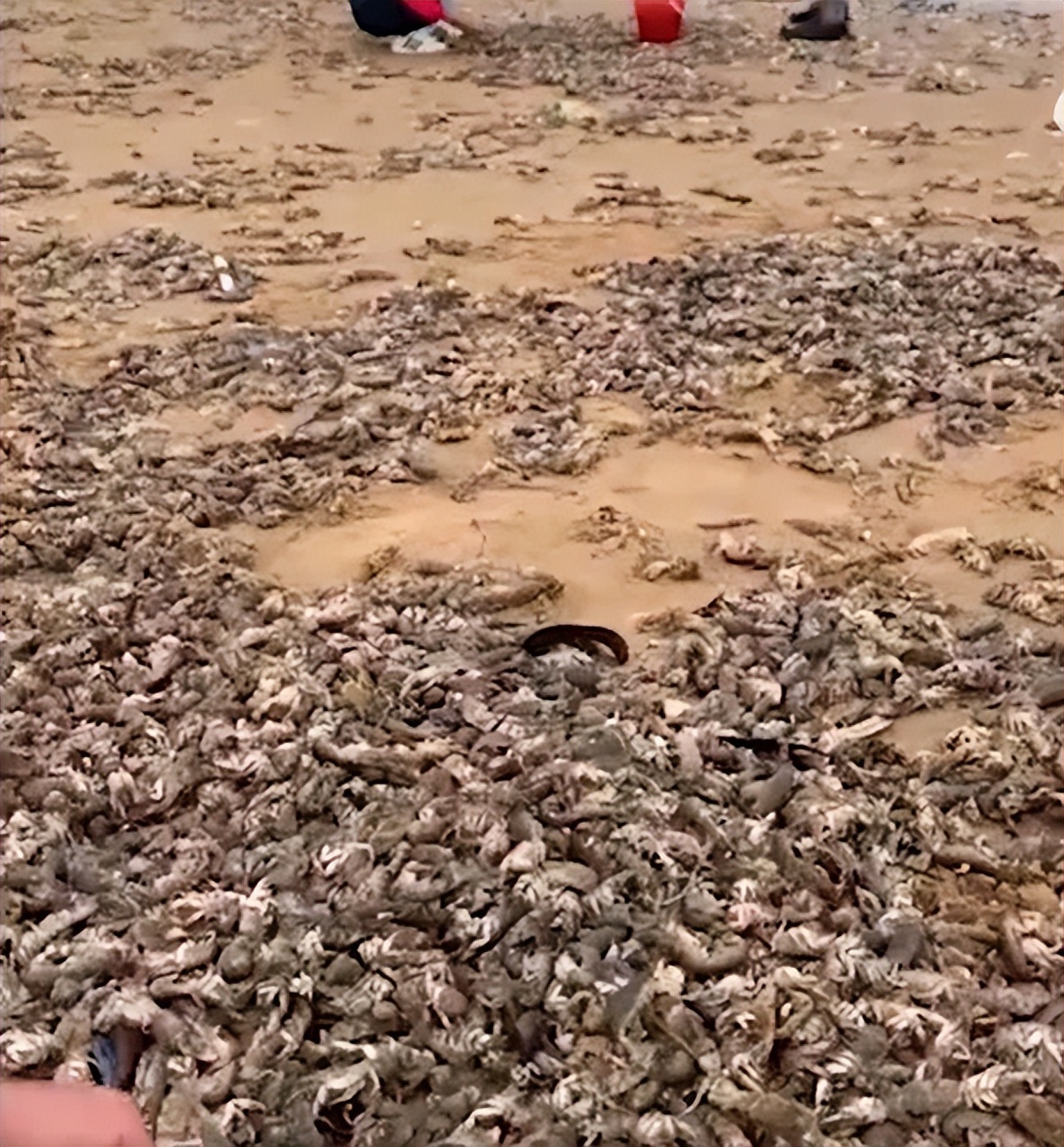烟台海肠爆发 有人一晚捞上千斤：还有大量泸沽虾随便捡