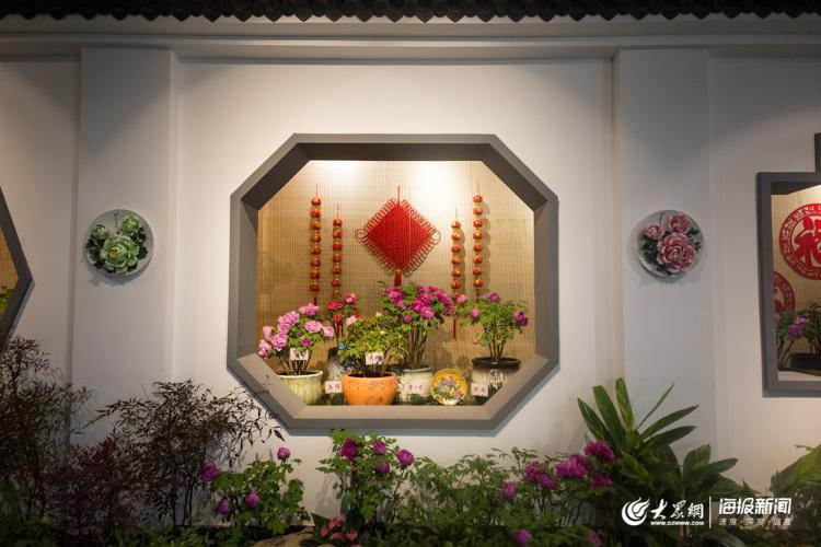 声色山东丨今年冬天来济南看“花王” 20多种牡丹首次集中亮相