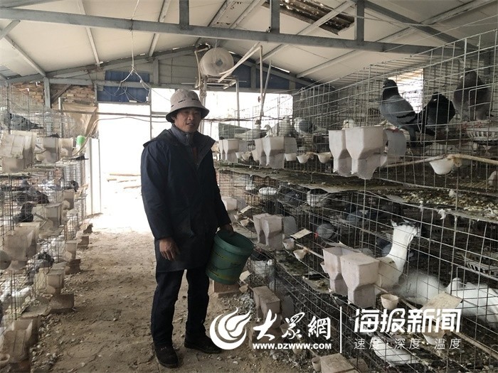 这就是山东丨曹县出了个“鸽子王” 养鸽年收入超10万