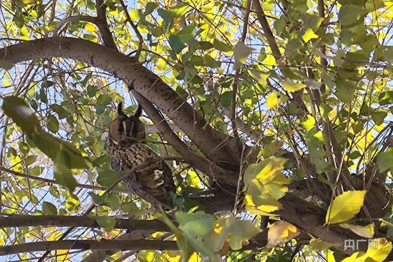 国家二级保护动物长耳鸮现身甘肃民乐