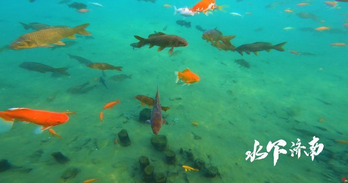 【水下济南】珍珠泉：白云楼下水溶溶 跳珠溅雪碧玲珑