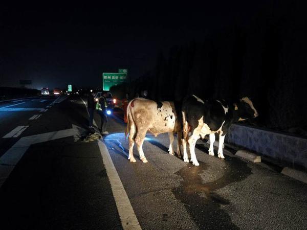 “大牛”上了高速公路，真把自己当兰博基尼呢…