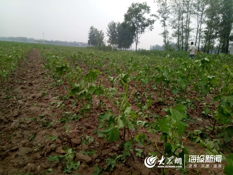 菏泽遭遇冰雹130亩农作物受灾 棉花叶、尖被砸掉