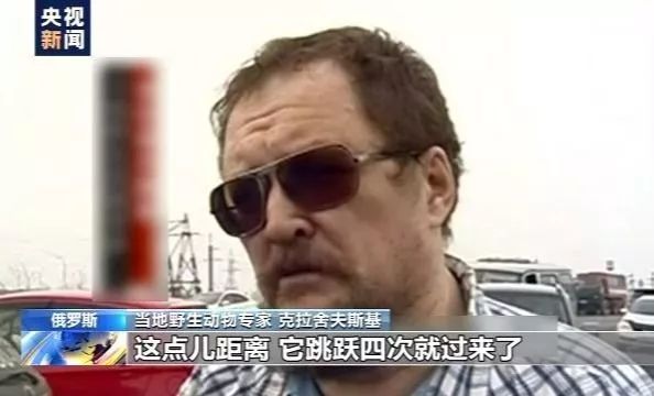 北极熊“组团”造访 但这个画面却让人心疼……