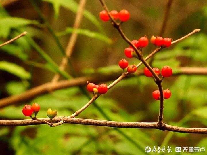 霜降时节济南市民扶老携幼出门休闲，在阳光下尽享晚秋的美丽