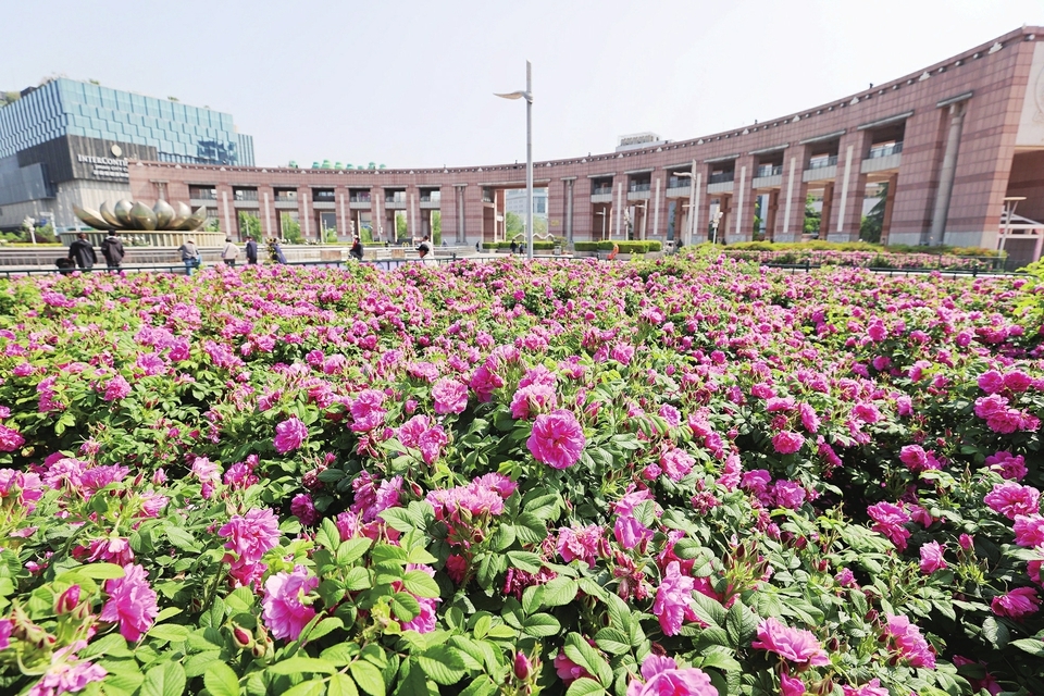 济南：花开“大客厅” 玫瑰香满城