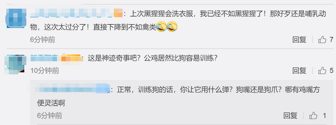 厉害了！大学老师训练公鸡弹琴：会弹《童话》和《我和我的祖国》