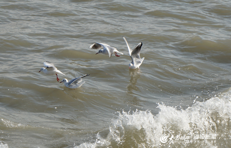 这就是山东丨冰凌、海鸥……大雪过后烟台的海边又美出了新高度