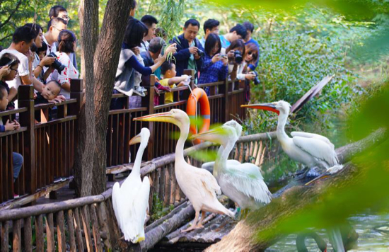 济南野生动物世界迎来客流高峰