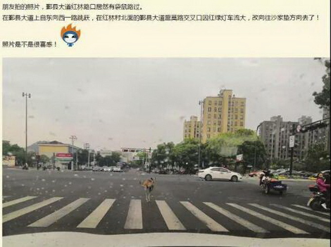 真相笑CRY!打架后双双逃离！俩袋鼠从动物园&ldquo;越狱&rdquo;