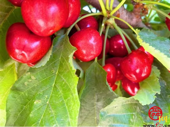 露营＋烧烤＋采摘随意搭配，“玩荒”被泉水人家治好了