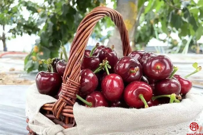 来自济南的樱桃“食”光 品舌尖上那一丝初夏的味道