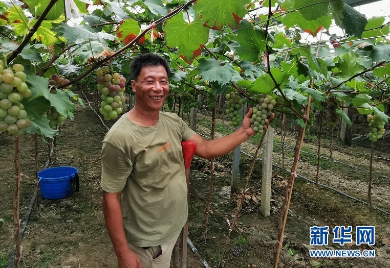 一串“富裕果” 串起农民的小康生活梦