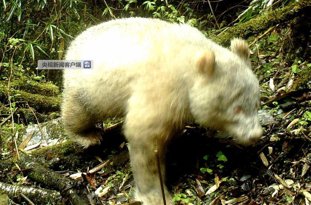 鍥涘窛鍗ч緳鎷嶆憚鍒板叏鐞冮渚嬭丹鑹插ぇ鐔婄尗