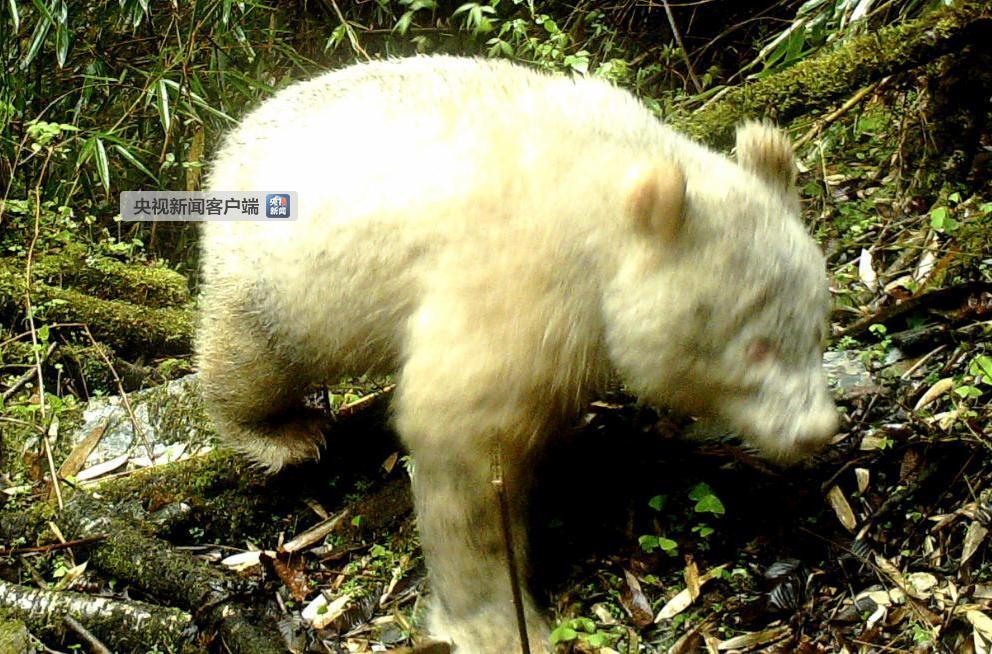 四川卧龙拍摄到全球首例白色大熊猫