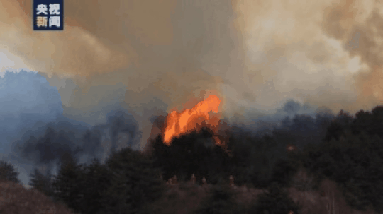 又到清明，因祭扫引发的森林火灾竟有这么多起？后果很严重