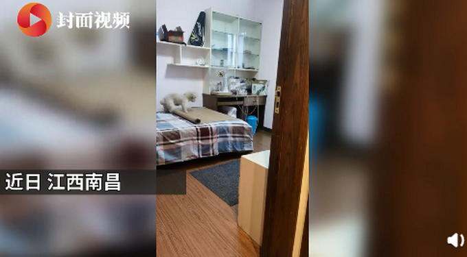 人不如狗！斗牛犬一个月学会滑板还能拐弯 网友：最牛车队