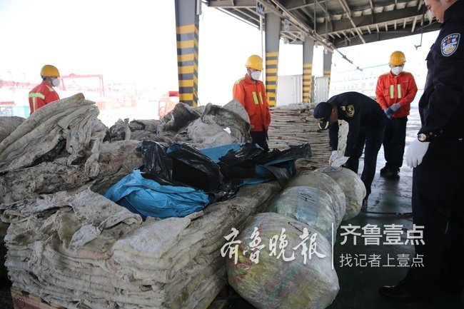 藏了1.28吨濒危生物！青岛查获全国最大海马干走私案
