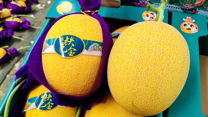 济南东方有一“神仙瓜”，皮薄多汁、清甜起沙…浇灌黄河水的它让你甜掉牙