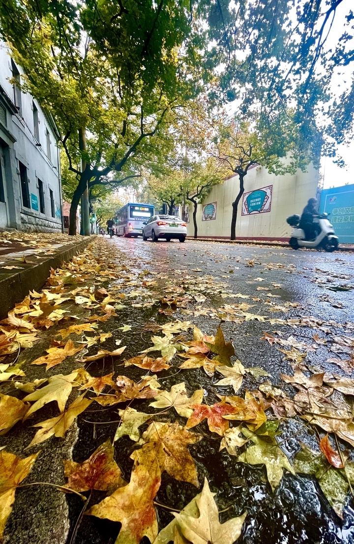 寒潮来袭 雨打落叶满地金 济南这里风景独好