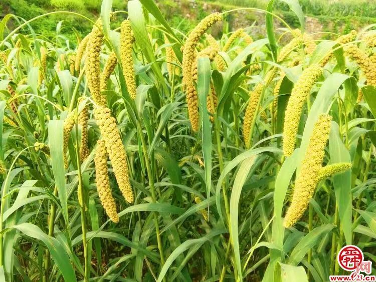 济南“米姐”为家乡小米“挑大梁”，订单农业让农民增收“日子强”