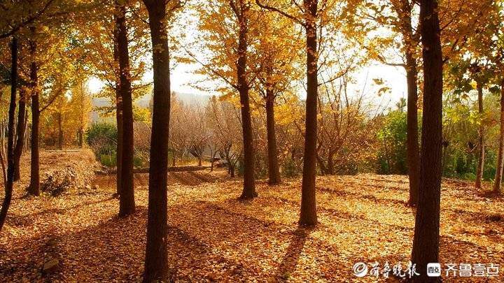 济南东郊乡野小河边，大片银杏树叶随风飘落，美如金色油画