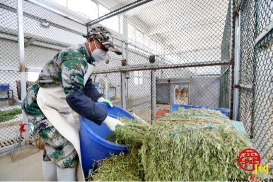 袋鼠饲养员：细心呵护，给它们一个温暖的家