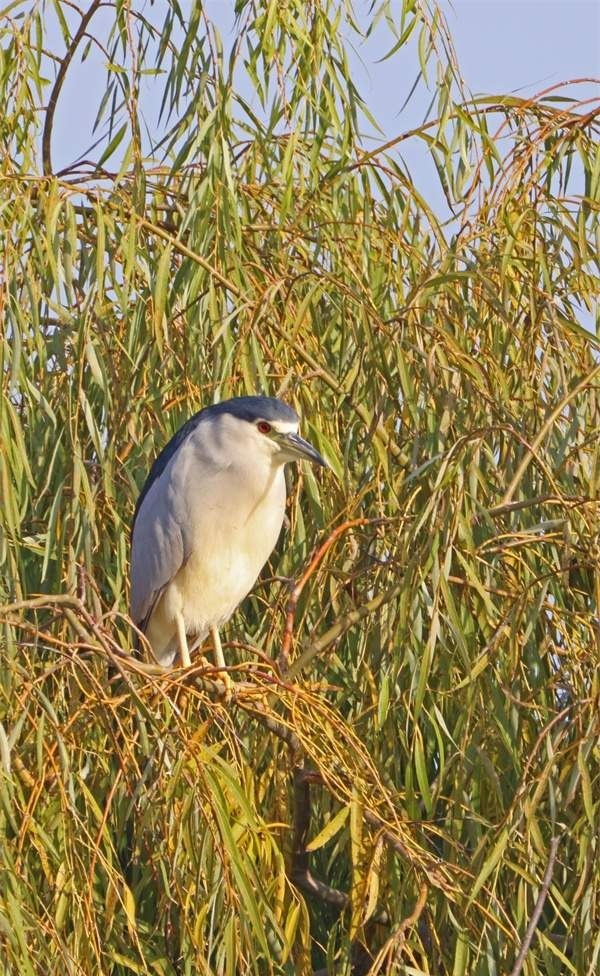 碧波湖畔鹭翩翩 一方秀色一片天