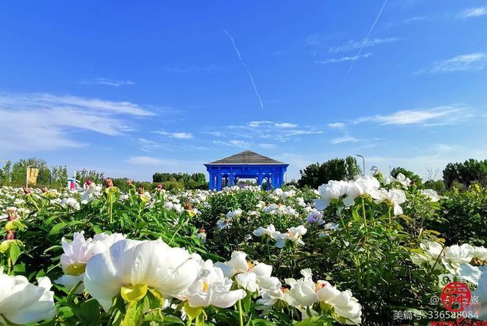 阳春三月，踏青赏花——来自“中国龙山，泉韵章丘”的多彩邀请
