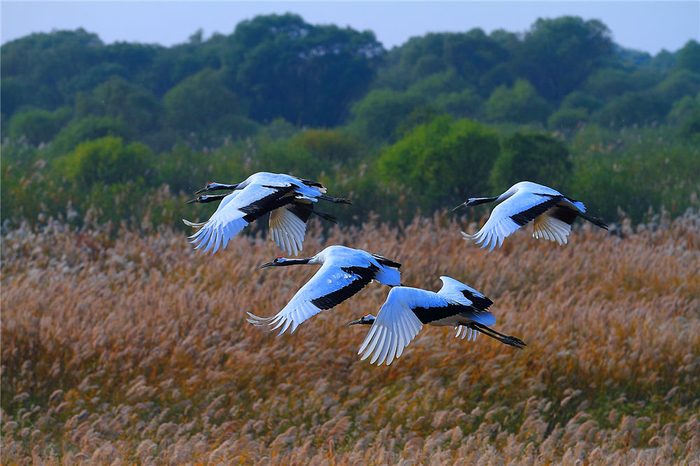 不要明星只要你 黄河口生态旅游区最美代言人火爆征集中