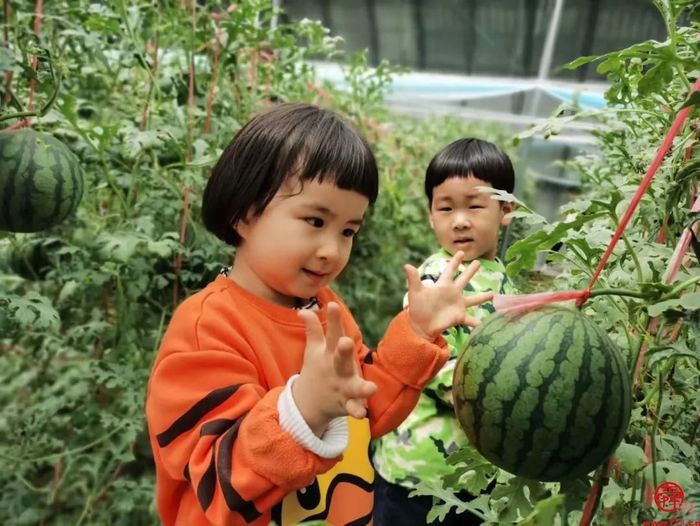吃上济南黄河滩西瓜才叫过夏～头茬上市遇“抢瓜潮”