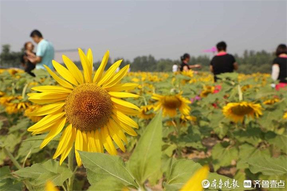 从携河发展到“城河一体”，黄河油葵花海背后的生态密码