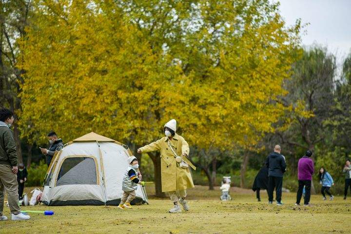 深秋黄叶林中露营野餐 体验“沉浸式”赏秋