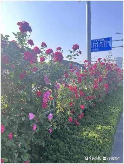 济南尽开月季花！街头月季最全“打卡指南”，随手可拍