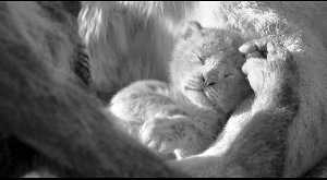 皮卡丘来了 把二次元萌物拉进真实世界有多不容易？