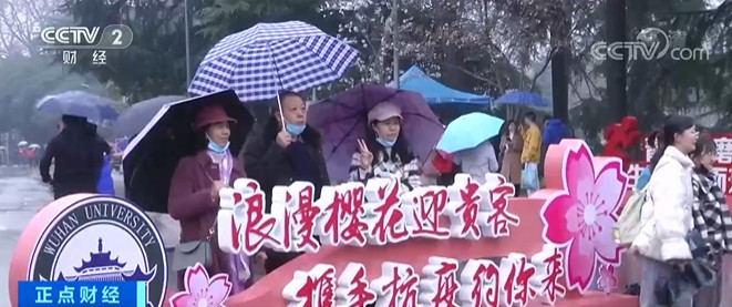 湖北武汉大学樱花盛开 8日起对公众开放 快来预约吧