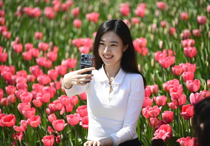 济南经十路旁郁金香花海将迎来盛花期